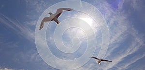 Two seagulls against blue sky and sun