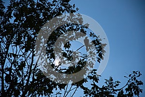 Low angle view of the silhouette of a tree with a raven on a branch and the blue sky and sun in the background