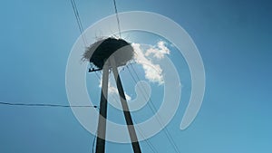 Low angle view of stork`s nest on utility pole near the forest. Clear blue sky at background.