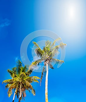 Low angle view of sun and tall palm trees and bright blue sky