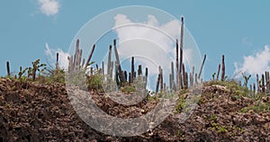 Low angle view of tall cacti in Curacao, on cloudy day