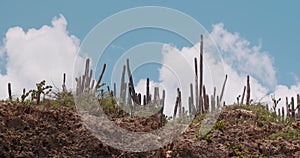 Low angle view of tall cacti in Curacao, on cloudy day