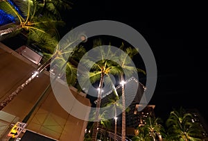 Low angle view of tall palm trees and illuminated buildings at night