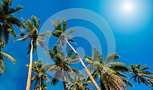 Low angle view of tall palm trees and  sun in bright blue sky