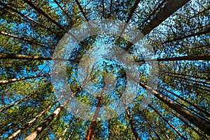 Low angle view of tall pine tree woodland in summer with blue sky above the evergreen treetops