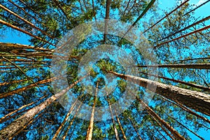 Low angle view of tall pine tree woodland in summer with blue sky above the evergreen treetops