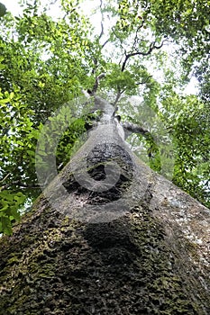 Low angle view of a tall tree in the Amazon rainforest