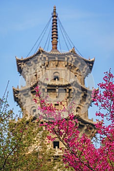 Low angle view of the tower in Kaiyuan Temple with cherry blossoms at sunrise in Quanzhou, China