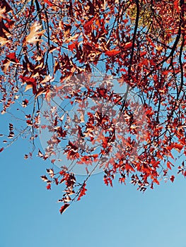 Low angle view of tree against clear blue sky