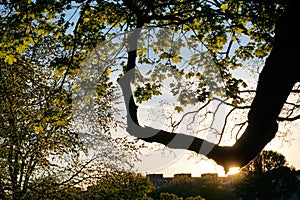 Low angle view of tree against sky during sunset