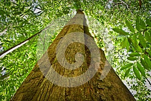 Low angle view of a tree in amazon rainforest
