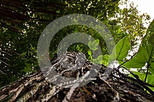 Low angle view of a tree in amazon rainforest
