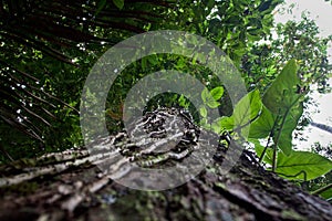Low angle view of a tree in amazon rainforest