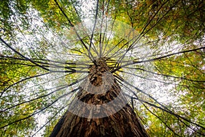 Low angle view of a tree covered in green leaves under the sunlight at daytime