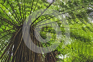 Low angle view of tree fern in rainforest in New Zealand, South Island