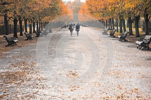 Low angle view of tree lined avenue in Regent`s Park of London photo