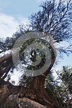 Low angle view of a tree, Manali, Himachal Pradesh, India photo