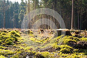 Low angle view of tree stumps - deforestation in process