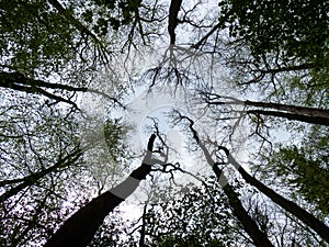 Low angle view of tree tops against sky