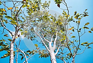 Low angle view of tree trunk branches with green and orange color with blue sky background