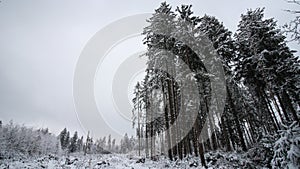 Low angle view of trees covered in the snow in a forest under a cloudy sky at daytime