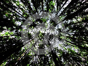 Low angle view of trees in the forest