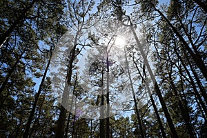 Low angle view of trees in forest