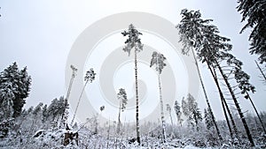 Low angle view of trees in a forest covered in the snow at daytime