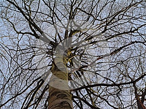Low angle view on the trop of a bare ash tree photo