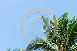 Low angle view of tropical coconut palm leaves on blue sky