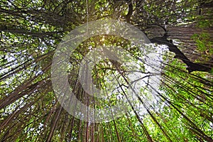 Low angle view of tropical forst trees