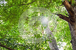 Low angle view of tropical forest trees