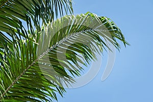 Low angle view of tropical oil palm leaves on blue sky