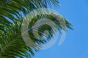 Low angle view of tropical old palm leaves isolated on blue sky background