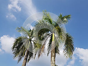 Low angle view of tropical palm trees against blue sky