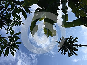 Low angle view on tropical plants
