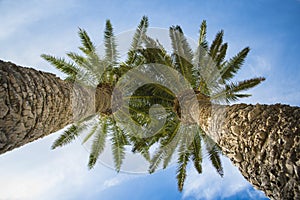 Low angle view on two palm trees shot directly into the sun