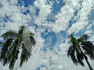 Low angle view of two palm trees under blue sky with white clouds