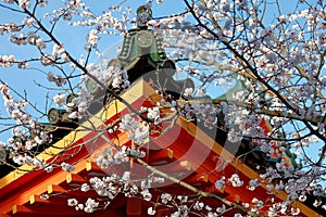 Low angle view of vibrant cherry blossoms  Sakura blooming by a traditional Japanese architecture with red wooden eaves & green