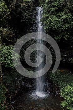 Low angle view of waterfall in the rainforest