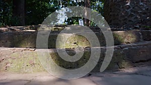 Low angle view of weathered stone steps leading through a shaded forest area conveying a sense of journey and exploration