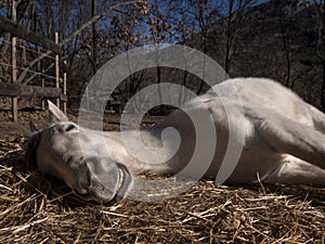 Low angle view of white andalusian horse sleeping in the sun.