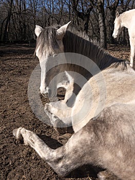 Low angle view of white andalusian mare and portuguese horse breed, resting in the winter sun, oak trees in the background.