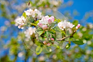 Low angle view of white blossoms growing on an apple tree stem and blossoming with blurred bokeh background. Group of