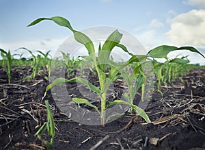 Low Angle View of Young Corn Plants in a Field