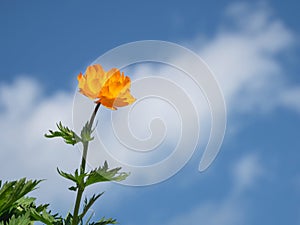 Low angle of vivid orange wild Globe flower with blue sky background