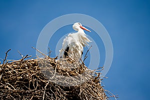 Low angle of a White stork bird perching on a nest under blue sky