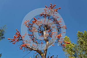 Low angle wide shot of a Silk-Cotton tree blossom with Eucalyptus trees and blue sky in the background.