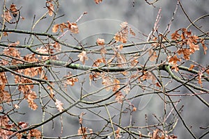 Low angle winter scenic shot on twigs of trees with red brown dread leaf and waterdrops