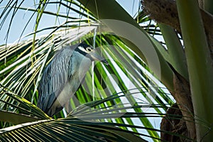 Low angle of a Yellow-crowned night heron (Nyctanassa violacea) hiding under palm tree leaves